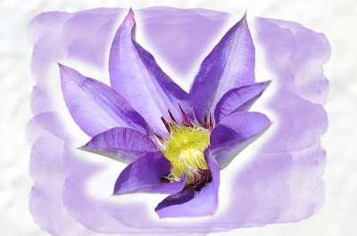 铁线莲 花 开花 蓝色的 紫色的 绘画 数码绘画