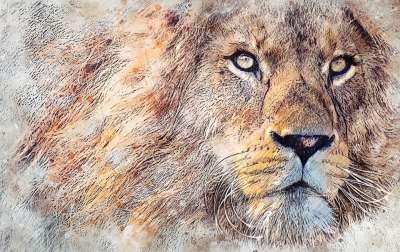 狮子 动物 猫 猫科动物 危险的 野生动物 自然 肖像 绘画