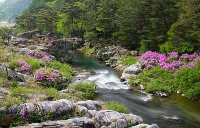 杜鹃花 布鲁克 水 干净的 绿色 Moss 山 树 森林 瀑布