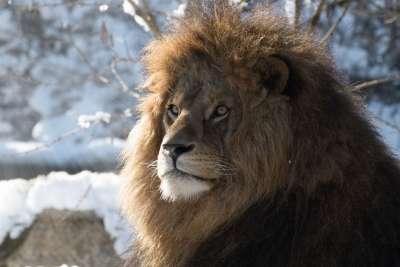 狮子 捕食者 动物园 非洲 苹果浏览器 野生动物 大猫 鬃毛 猫