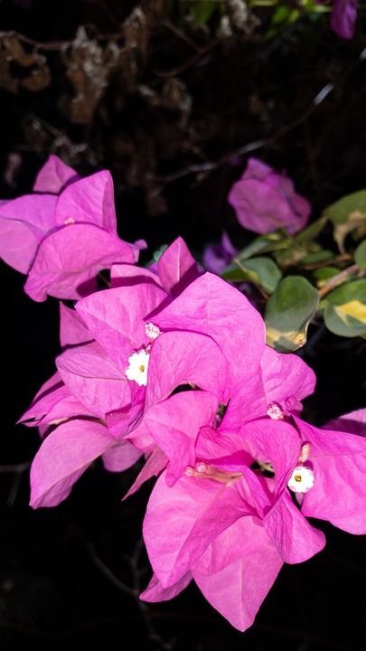 叶子Spectabilis 红花 家居墙面装饰 红色的