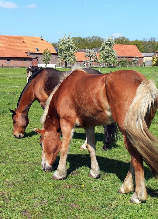 Haflinger 马 轻擦 牧场 耦合 围场 吃下去 草地