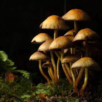 落下 森林 蘑菇 蕨类