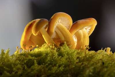 蘑菇 自然 森林 苔藓 关闭 注重叠 宏