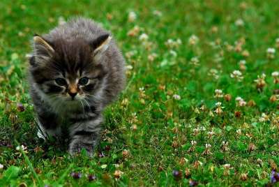 猫 捕食者 家猫 动物 小猫 自然 鲭鱼 老虎