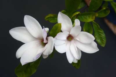 玉兰 投标 粉色的 春天 开花 孤立 花