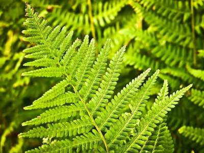 蕨类 树叶 叶子 植物 自然 绿色 植物群 植物学 园艺 蕨类