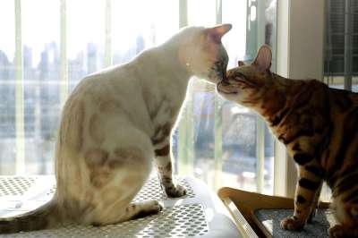 孟加拉猫 妈妈和女儿 宝贝猫 妈妈的猫 孟加拉 猫 山猫 大自然