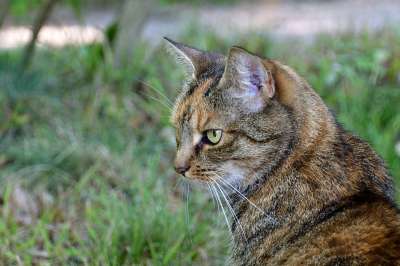 猫 流浪 公园 自然 小猫 猫肖像 野生动物