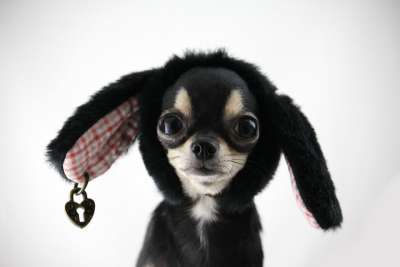 狗 Chihuahua 小狗 免费的狗图片 动物 宠物 球的动物