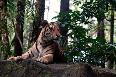 老虎 动物 哺乳动物 大猫 野生动物 动物群 荒野
