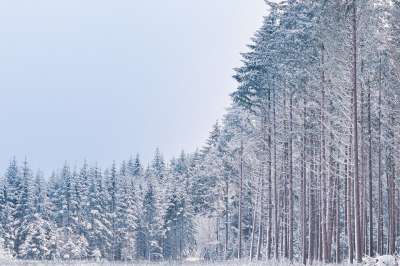 树木 森林 雪 原野 草地 寒冷的 冬天 下雪的 景观 自然