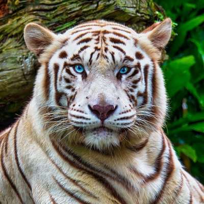 老虎 动物 动物园 白化老虎 大猫 条纹 猫科动物 哺乳动物