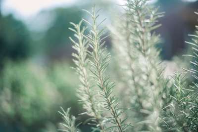 迷迭香 花园 绿色 光 颜色 美丽 天然 背景 植物 草本植物