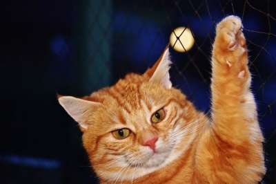 猫 宿醉 红色的 乐趣 可爱的 鲭鱼 老虎 舒适 动物 家猫