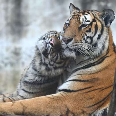 动物 老虎 哺乳动物 物种 动物群 猫科动物 野生动物