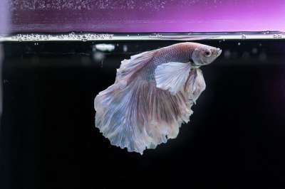 黄金鱼 鱼 水族馆 水下 动物 宠物 游泳 鱼缸 液体 黑色物