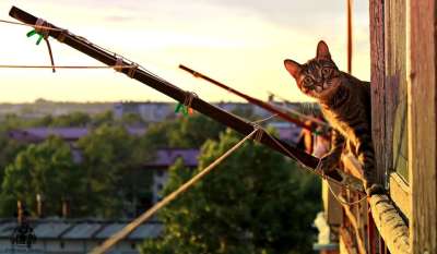猫 爪子 阳台 城市 日落