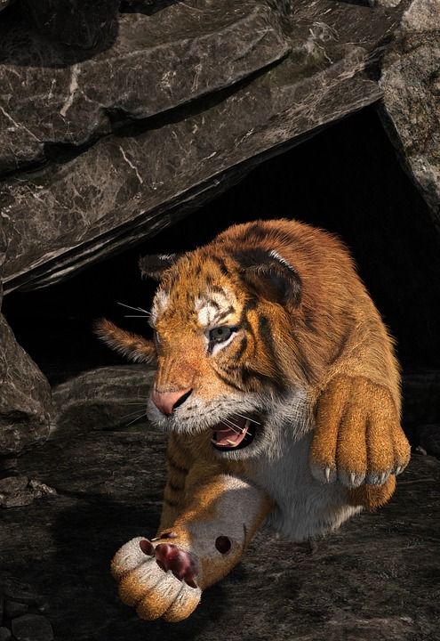 老虎 脸 野生动物 猫 大猫 荒野 危险的 洞穴 毛皮 攻击