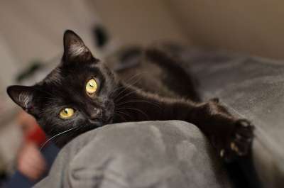 猫 黑猫 金色的眼睛 冷静的猫 躺猫 一个整齐干净的猫 家猫