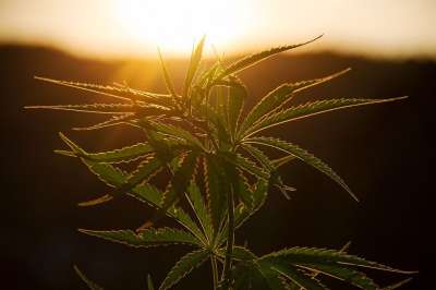 植物 麻 大麻 树叶 植物学 生长 日落 照明心情
