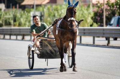 骑 小跑 表现 马 动物 骑士 骑马 赛马场 摊位 新郎