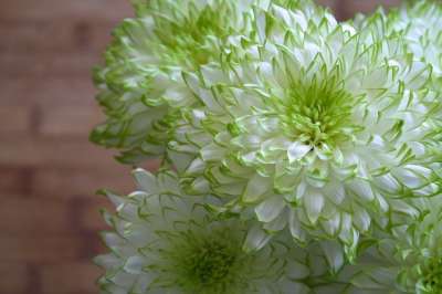 花朵 白色的 绿色 春天 花园 植物 太阳 浪漫的 感情