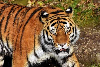 老虎 大猫 捕食者 野猫 虎头 危险的 高贵 大华 野生动物