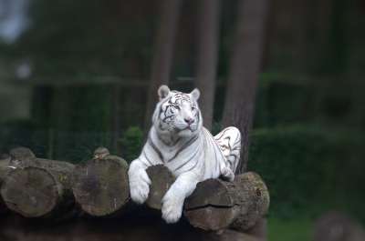 动物 老虎 捕食者 大猫