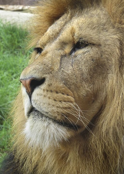 狮子 荒野 猫 大猫 食肉动物 棕色狮子