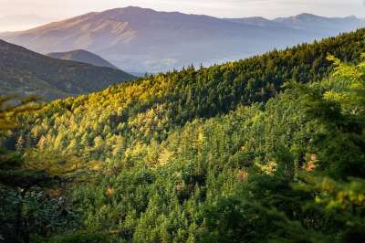 山 日落 森林 树木 丘陵 自然 景观 森林 森林 森林