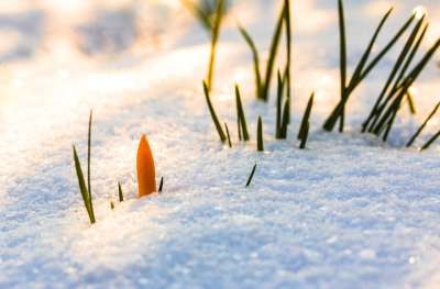 春季觉醒 番红花 花 雪 积雪 雪打断 冬天 寒冷的 霜 自然