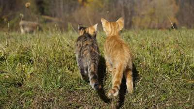 猫 小猫 幼兽 年轻的猫 家猫 可爱的 猫宝宝 亲爱的 细心