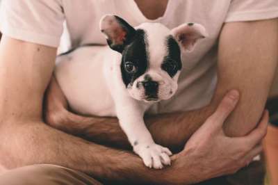 动物 人们 可爱的 武器 美丽的 品种 斗牛犬 犬类 狗