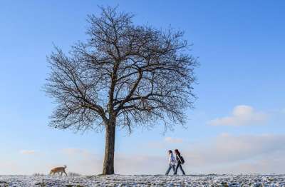冬天 走 人们 狗 树 动物 寒冷的 雪 霜 冬天的心情
