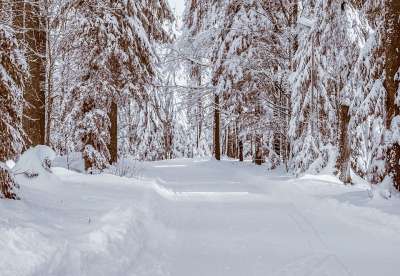 森林 冬天 雪 寒冷的 冬季景观 冬季森林 田园诗般的 树木 霜