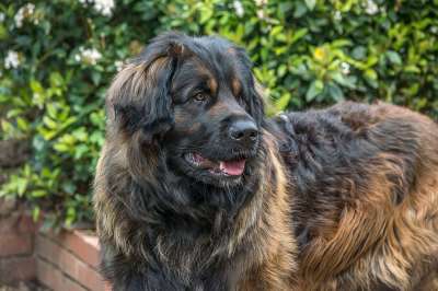 狗 Leonberger 巨大的 谱系 纯种 动物 犬类 国内的