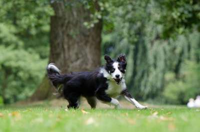 边境牧羊犬 走狗 年轻的狗 英国牧羊犬 三色 细心 孕妇 纯种狗