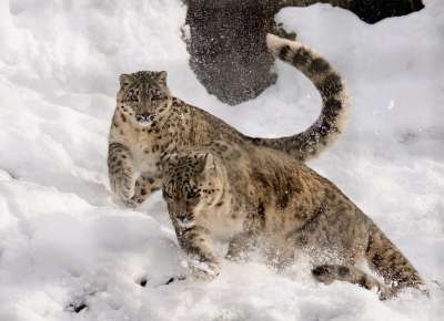雪豹 玩 混战 雪 动物园 大猫 白色的 冬天 猎人 打猎