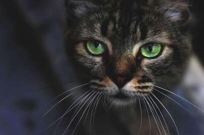 猫 猫科动物 动物 吉祥物 小猫咪 老虎 可爱 被驯服的 小猫