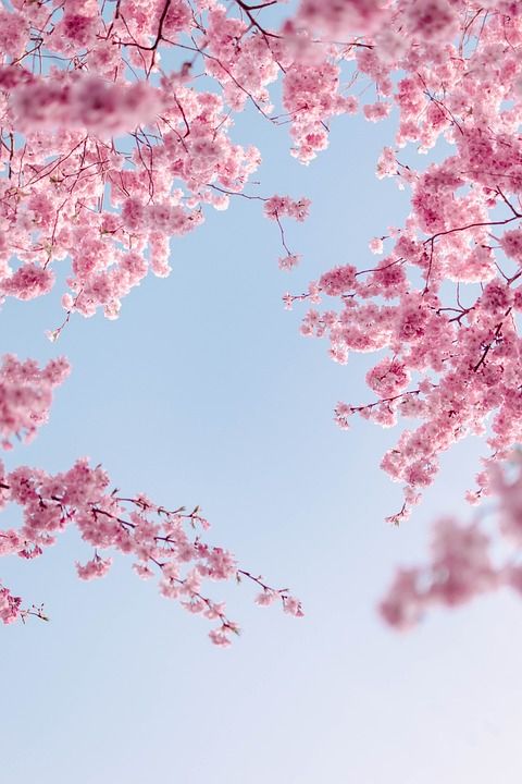 手机壁纸 樱花 花朵 春天 天空 分行 粉红色的花朵 开花 盛开