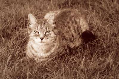宿醉 请享用 家猫 动物 家畜 猫 老虎 鲭鱼 可爱的 草地