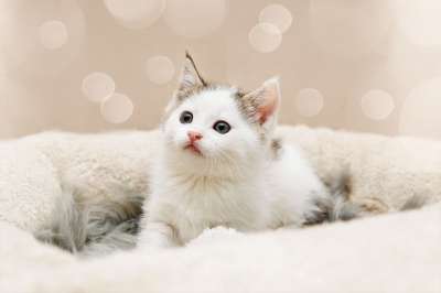小猫 猫宝宝 小的 可爱的 家畜 家猫 猫 幼兽 猫肖像 猫脸