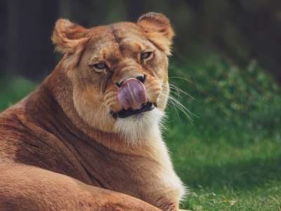 母狮 狮子 动物 动物医院 猫咪 性质 动物园 女性 脸