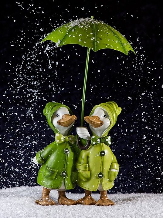 鹅 很少 雪 冬天 雨伞 人物 乐趣 野生动物 可爱的