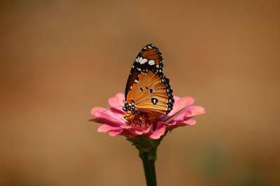 非洲的君主 普通老虎 Danaus Chrysippus 清楚的 老虎