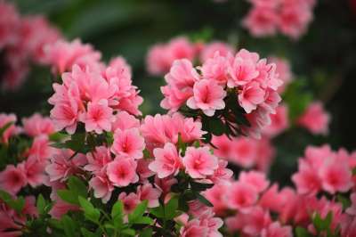 花 植物 花园 大自然 叶子 映山红 春天的花朵 春天
