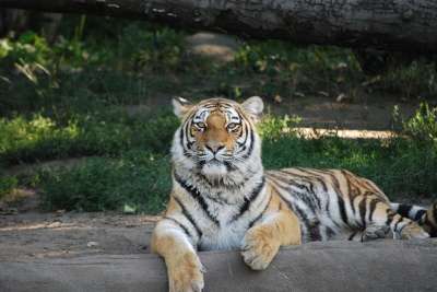老虎 危险的 捕食者 野生动物 食肉动物 野猫