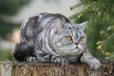 猫 宿醉 家猫 鲭鱼 猫眼 小猫 猫脸 毛皮 眼睛 舒适