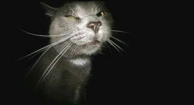 猫 有趣的 缠扰者 爬行者 面对高飞 动物 可爱的 宠物